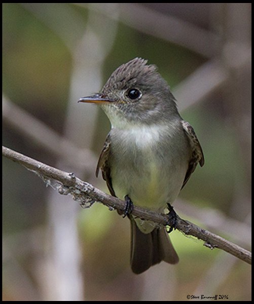 _6SB1410 flycatcher.jpg